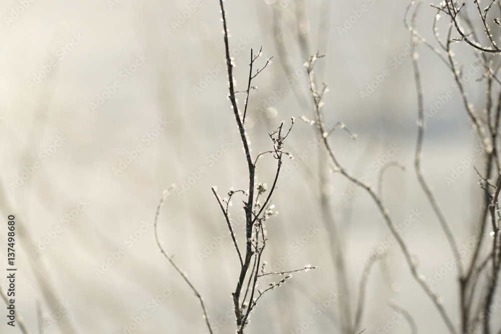 Grass covered with frost in the bitter cold. Grass covered with frost in the bitter cold.