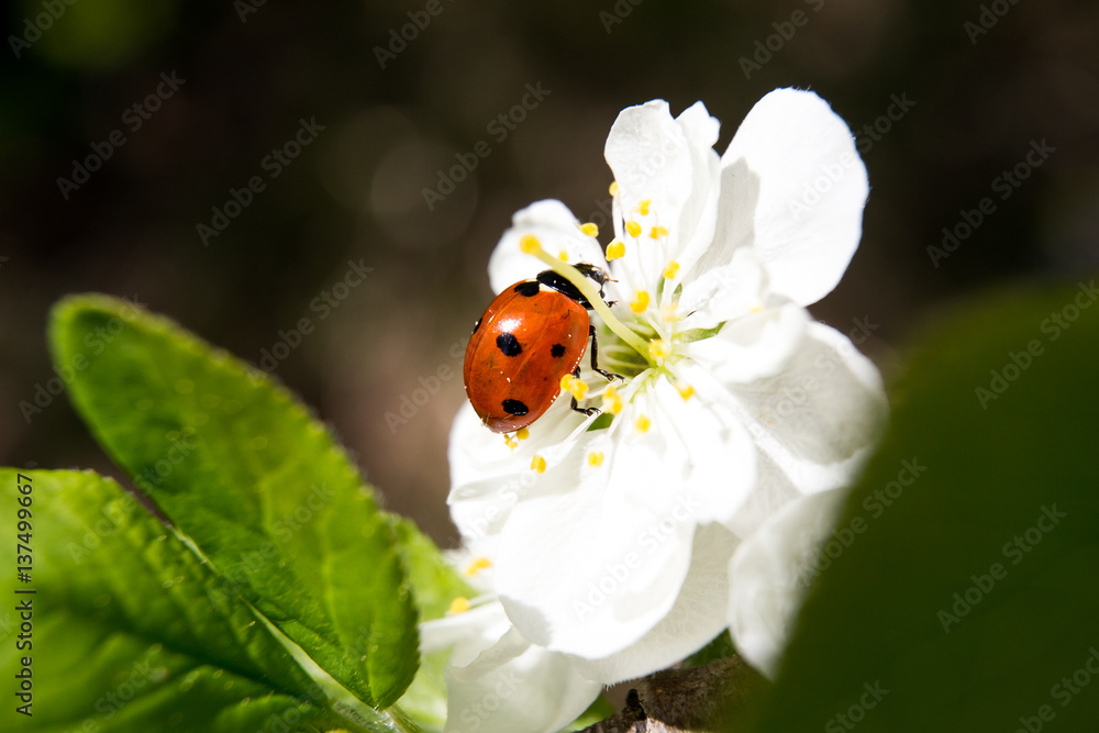 ladybug macro