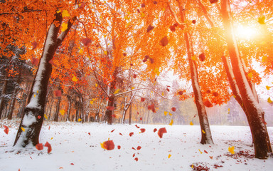 Light breaks through the autumn leaves of trees