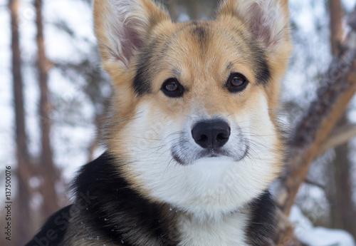 Welsh Corgi on a walk in the winter forest.