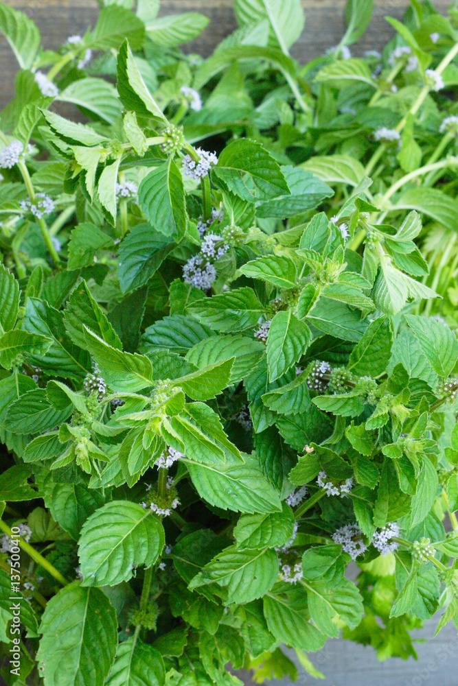 Fresh growing and flowering mint