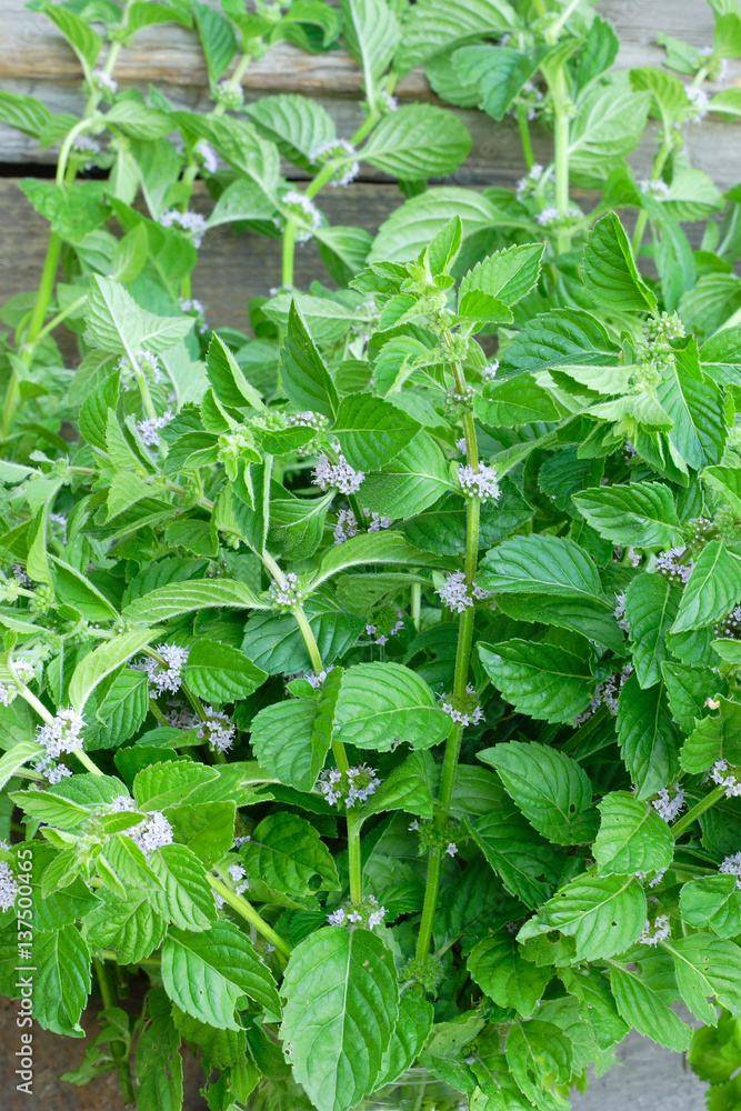 Fresh growing and flowering mint Fresh growing and flowering mint