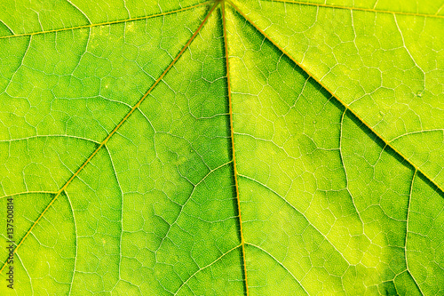 texture of green fresh leaf