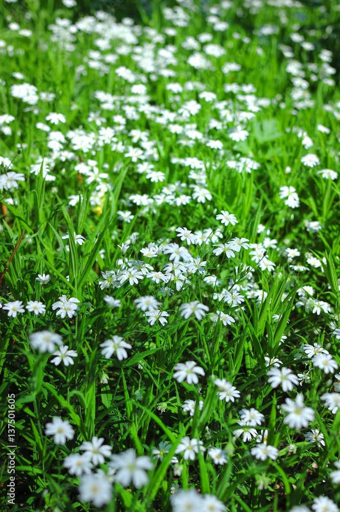 Snowdrops. The first spring flowers in the forest. Snowdrops. The first spring flowers in the forest.