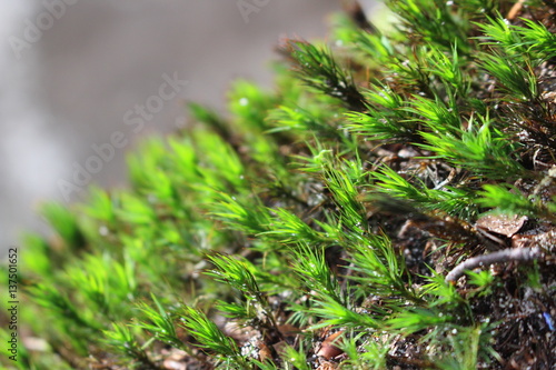 moss