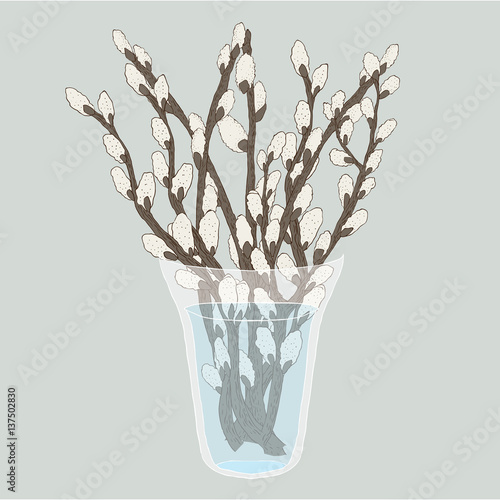 Pussy willow branches bouquet in a vase, vector illustration