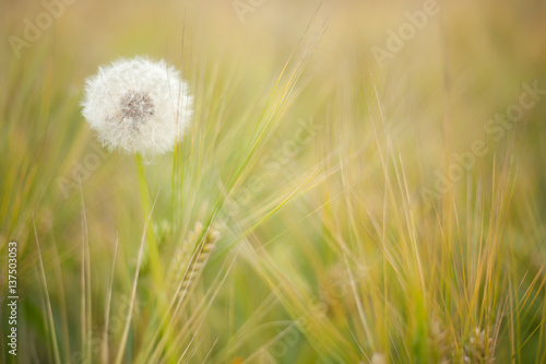 Dandelion in barley field