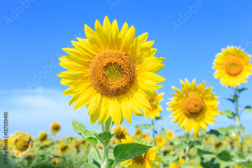 Sunflowers  Helianthus  close-up summer season