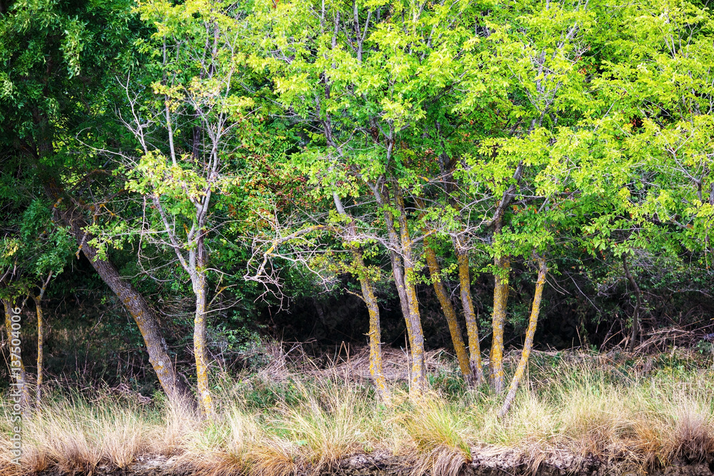 Trees with green leaves and yellowed grass on the shore of the pond. Green vegetation. Trees with green leaves and yellowed grass on the shore of the pond. Green vegetation.