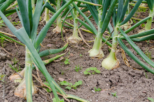 Fresh onion field