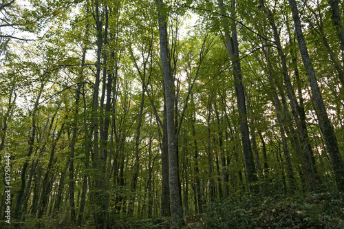 trees in forest © murattellioglu