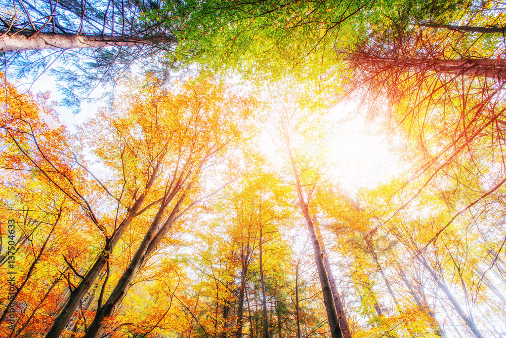 October mountain beech forest. Sunlight breaks through the autu October mountain beech forest. Sunlight breaks through the autu