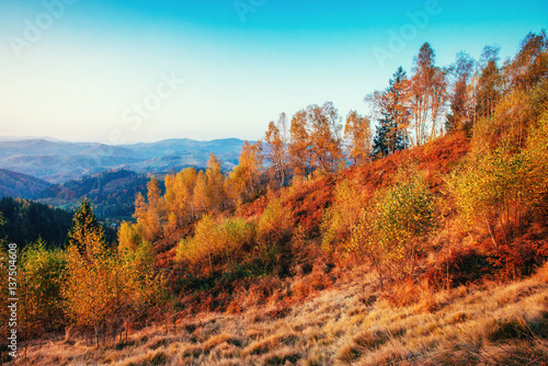 birch forest in sunny afternoon while autumn season.