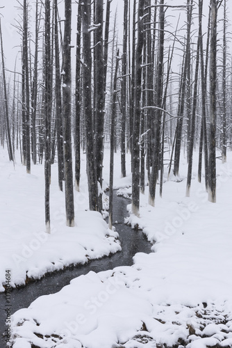Monochrome of Stream in Snow Covered Forest