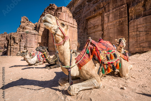 Camels of Petra © RuslanKphoto