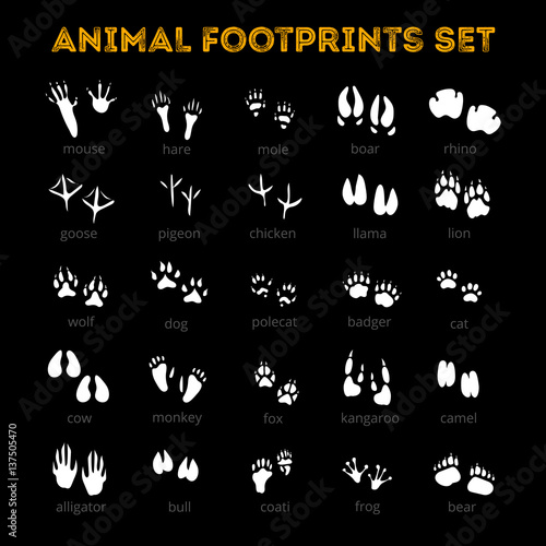 Animal Track Black Background