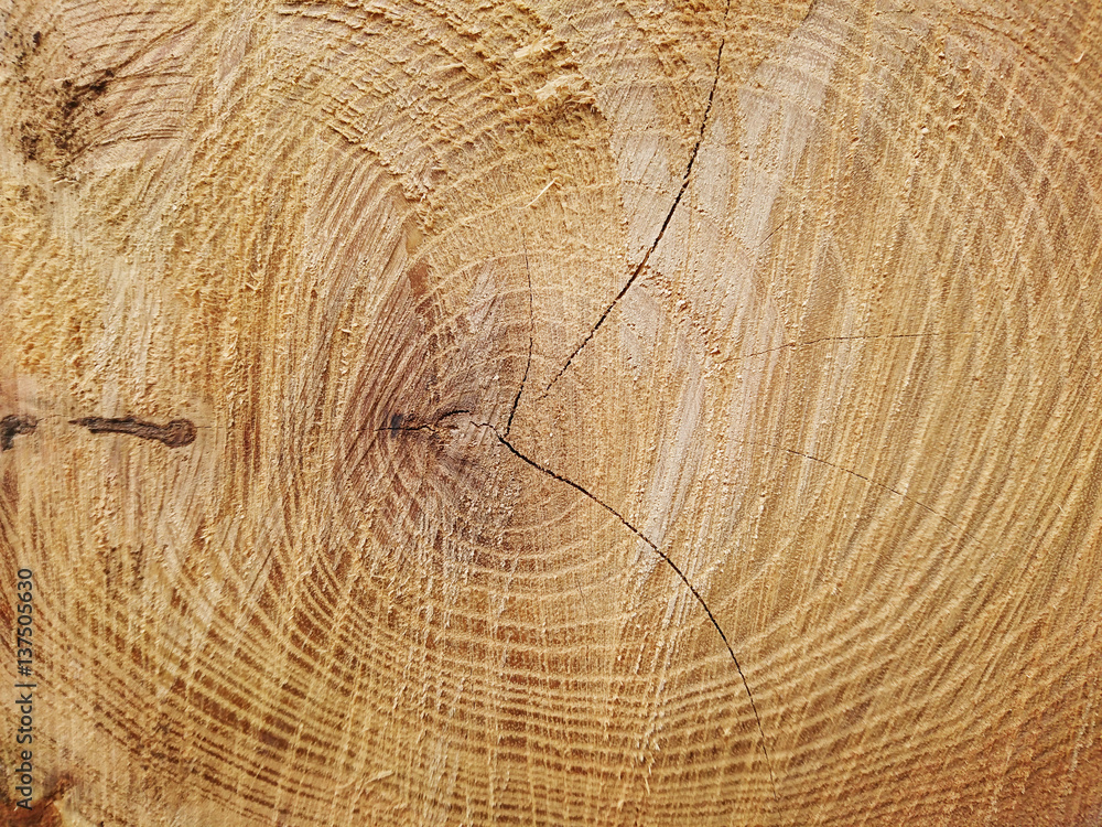 Fototapeta premium stos drzewa, posiekane pnie, drewno opałowe