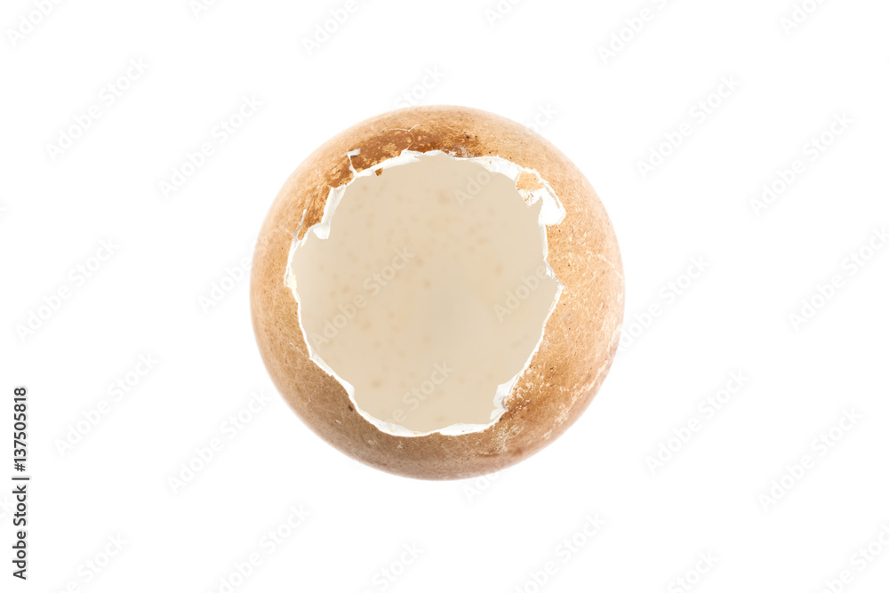 Broken egg shell