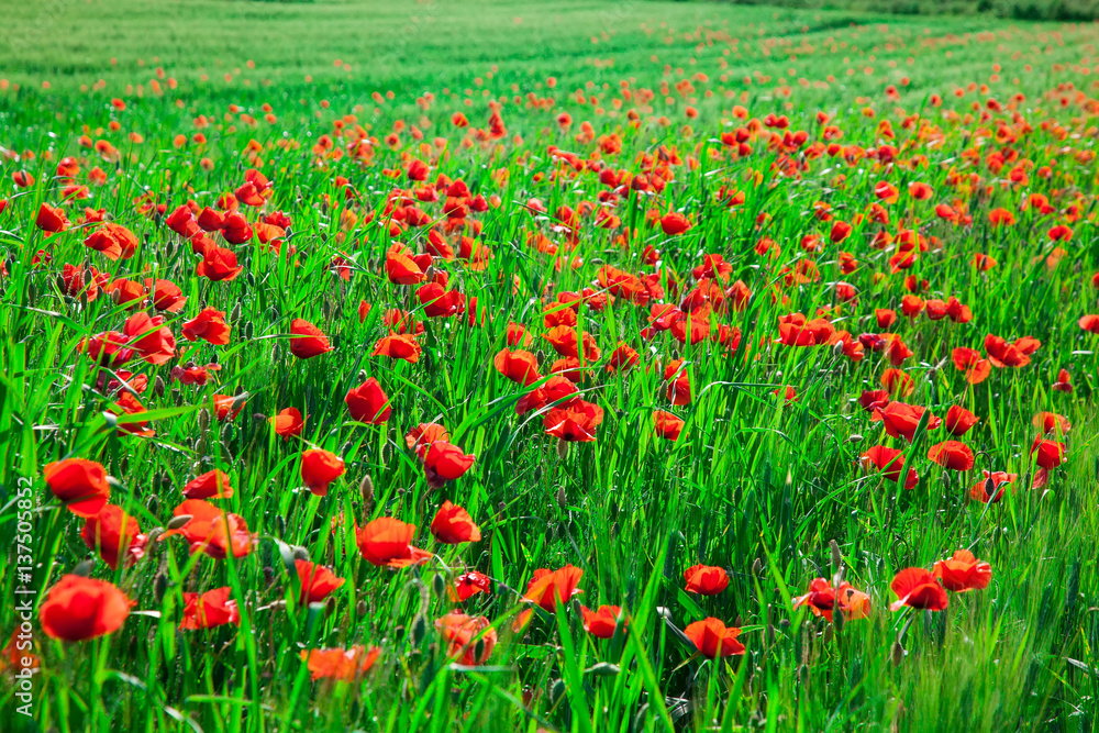 Rolling cornfield with poppies