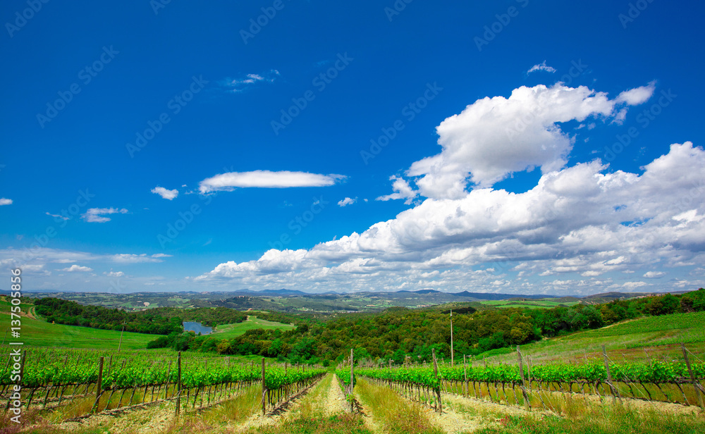  vineyard landscape in Tuscany, Italy