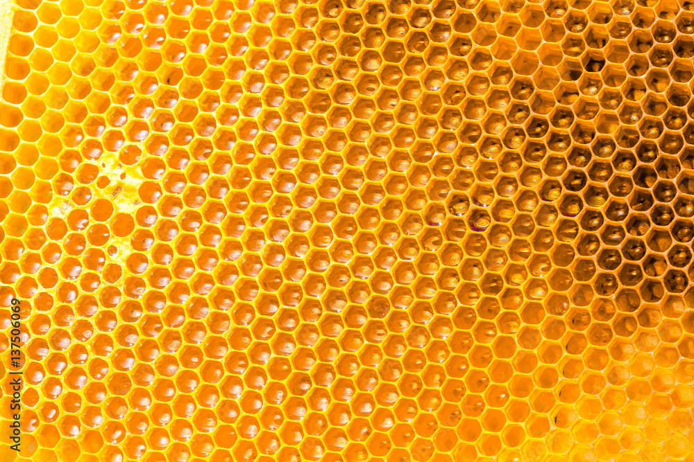 Fresh honey in comb Fresh honey in comb