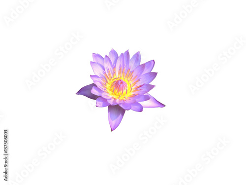 Water lily flower isolated