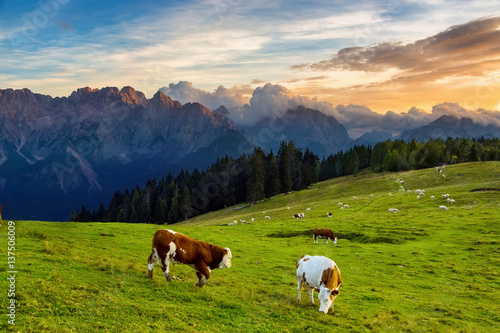 cow grazing on alpine meadow