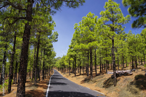 Road among pine forest near El Julan in El Hierro, Spain. photo