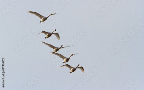 Tundra Swan