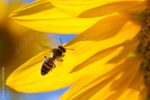 Honey bee in flight, yellow flower petals background. Macro view sunflower and insect searching nectar. Sunny summer day scene. Shallow depth field, selective focus