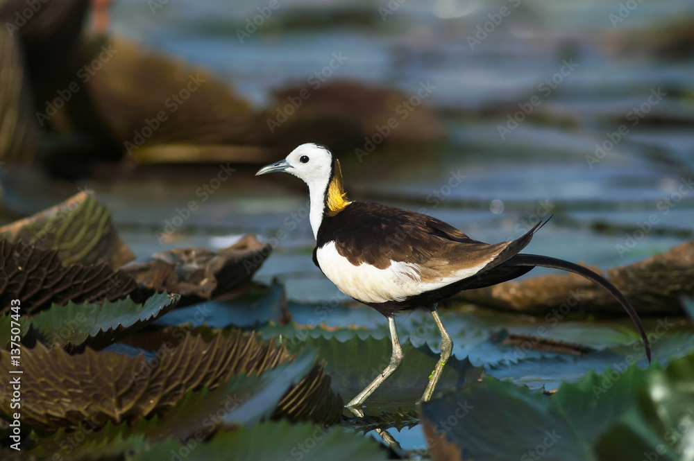 Pheasant-tailed Jacana(Hydrophasianus chirurgus), beautiful bird Standing on lotus leaf.