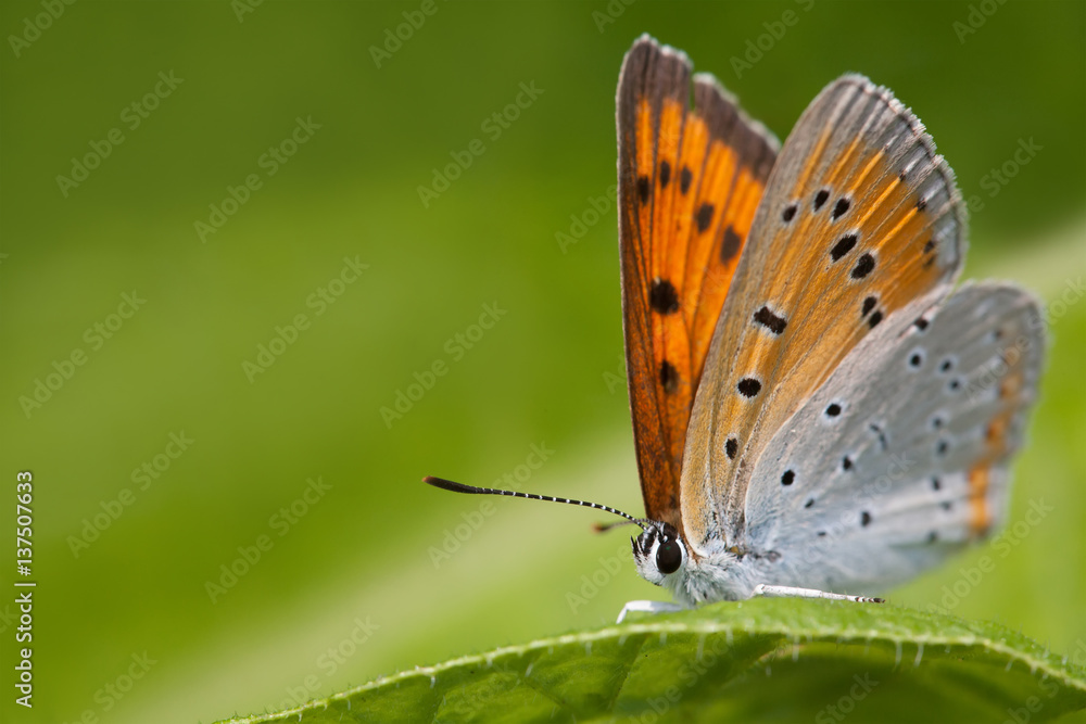 Obraz premium Butterfly macro view. Blue orange gossamer-winged Polyommatus icarus on greenery leaf background, macro view shallow depth field