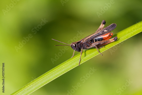 Grasshopper on a greenery color leaf. insect macro view, shallow depth of field, horizontal © besjunior