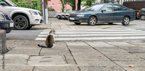 cat / A cat is sitting in front of a pedestrian crossing