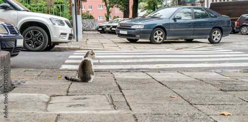 Obraz na plátně cat / A cat is sitting in front of a pedestrian crossing