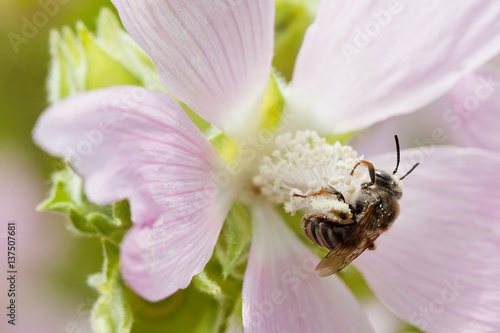 Honey bee pollinating violet flower. Macro view insect searching nectar. Shallow depth of field, selective focus photo