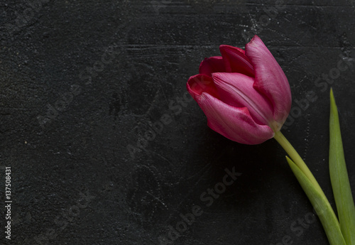 Fototapeta Naklejka Na Ścianę i Meble -  Red tulip on a black background