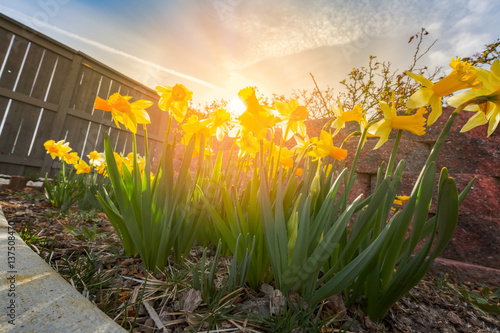 Fototapeta Naklejka Na Ścianę i Meble -  Daffodils in morning sunlight