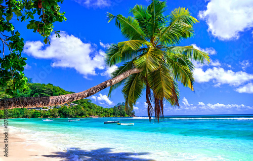 Fototapeta Naklejka Na Ścianę i Meble -  exotic tropical beach from dreams. Palm over turquoise sea