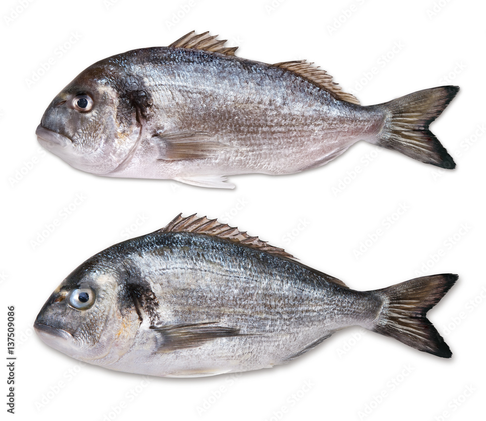 dorado dorado
