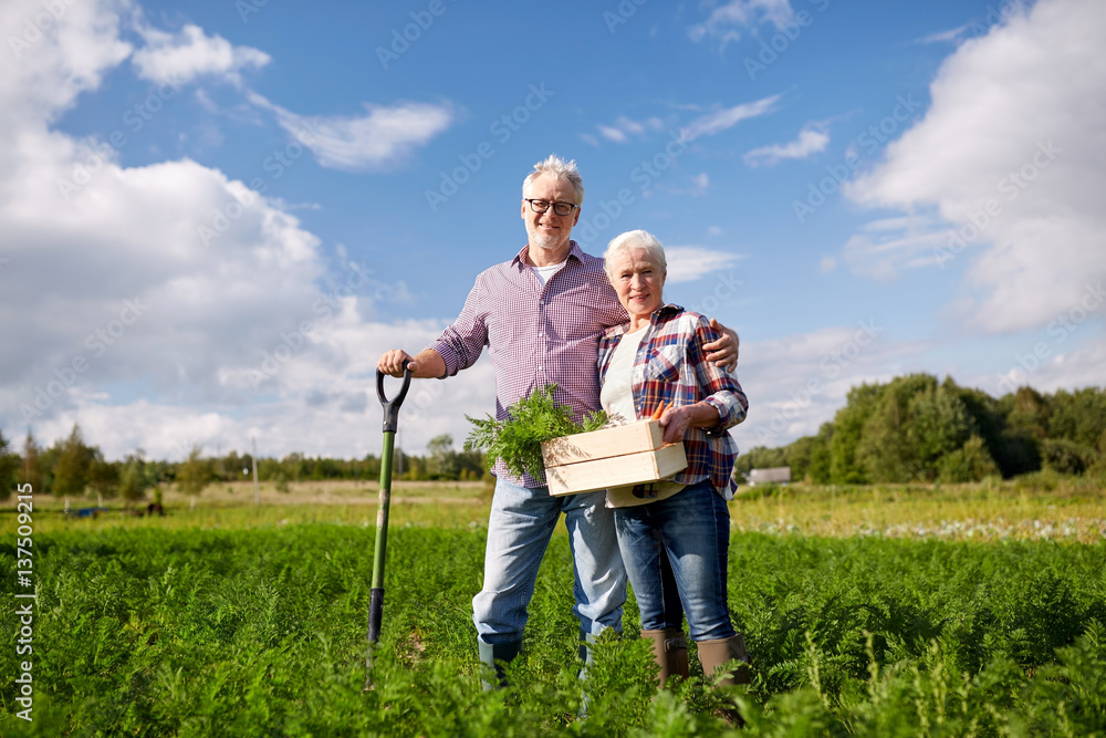 senior couple with shovel picking carrots on farm senior couple with shovel picking carrots on farm