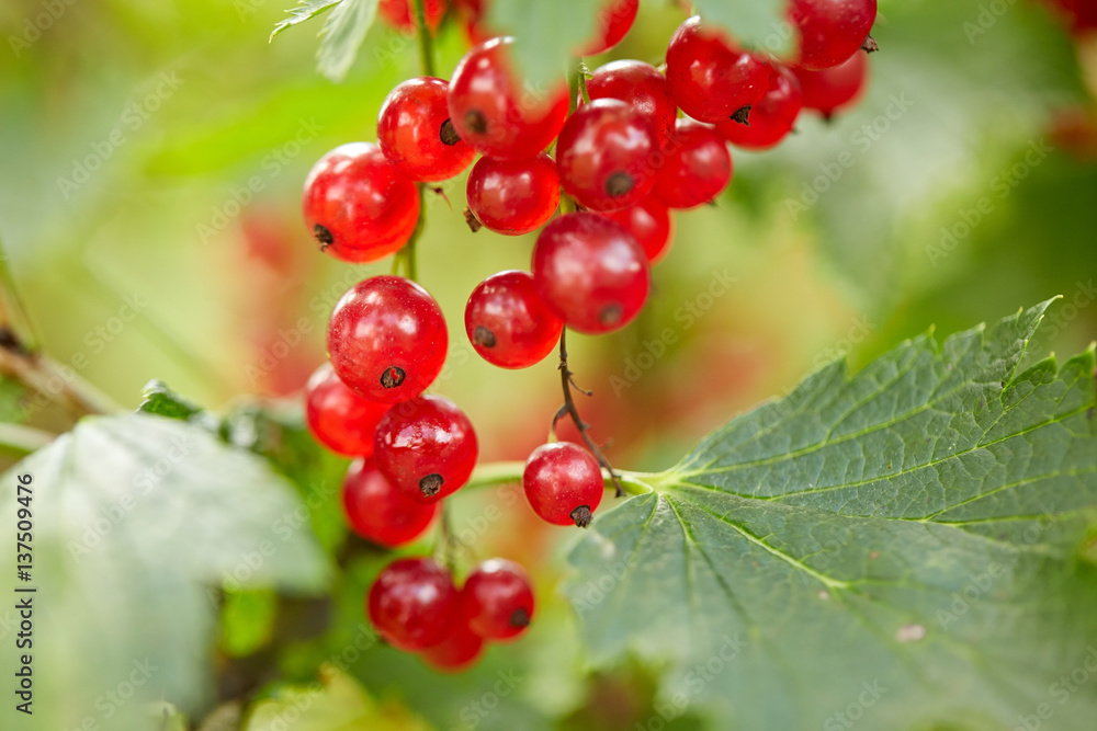 red currant bush at summer garden branch red currant bush at summer garden branch