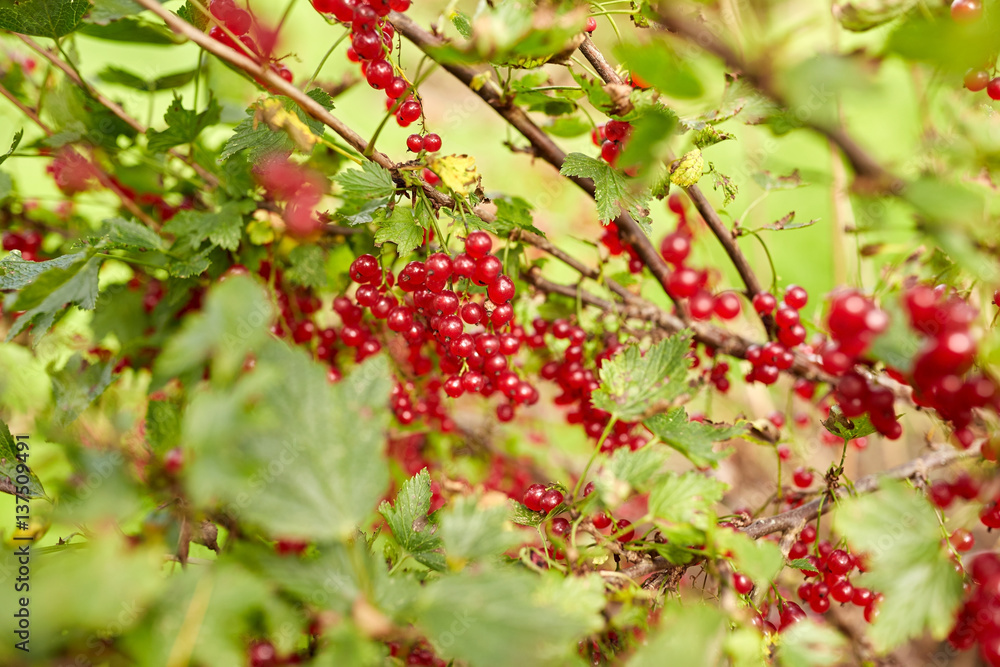 red currant berries on branch at summer garden red currant berries on branch at summer garden