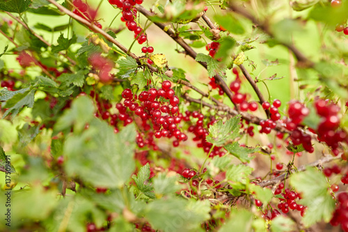 red currant berries on branch at summer garden 