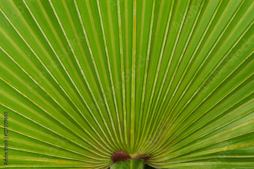Close up of a saw palmetto frond