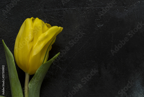 Fototapeta Naklejka Na Ścianę i Meble -  Tulips on a black background closeup