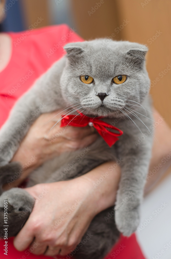 A large grey cat with a red bow