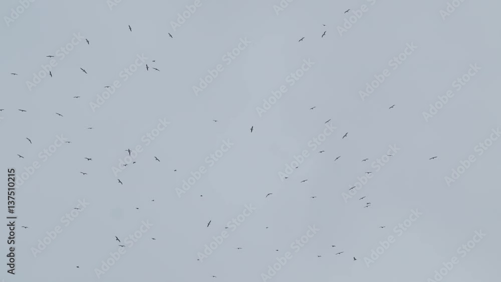 Flock of birds flies far away in grey cloudy sky on a rainy day, slowmotion Flock of birds flies far away in grey cloudy sky on a rainy day, slowmotion