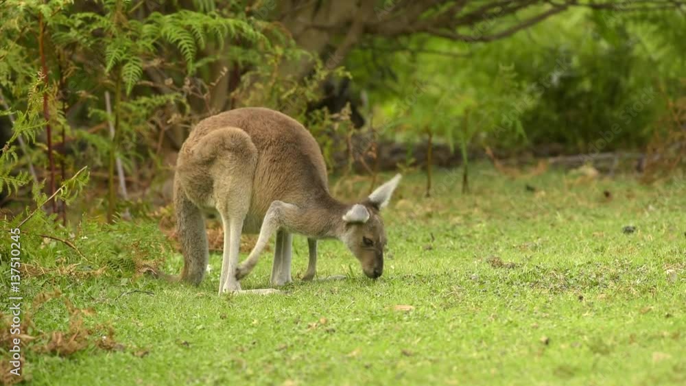 Junges Känguru beim fressen auf einer Wiese, hüpft auf die Kamera zu, Westaustralien, Australien, Western Australia, Down Under Junges Känguru beim fressen auf einer Wiese, hüpft auf die Kamera zu, Westaustralien, Australien, Western Australia, Down Under