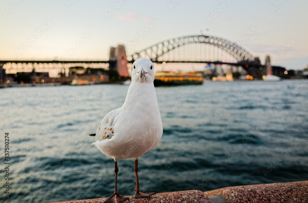 Seagulls at Sydney Harbour at dusk